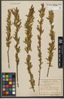Foto von Salix triandra subsp. triandra L.